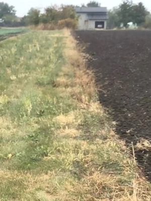 Teren extravilan Cojesti Belciugatele - imagine 2