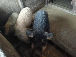  Porci rasa mangalița. - imagine 2