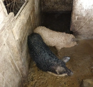  Porci rasa mangalița. - imagine 3