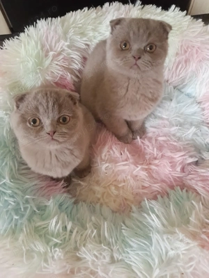 Pisoi Scottish Fold - imagine 2