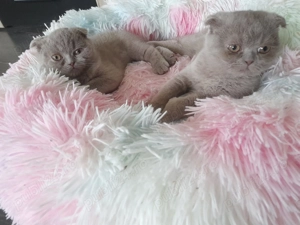 Pisoi Scottish Fold - imagine 4