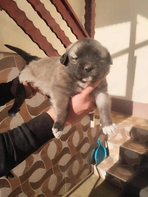 Puisori de Ciobanesc romanesc carpatin  - imagine 2