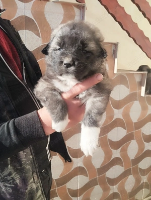 Puisori de Ciobanesc romanesc carpatin  - imagine 3