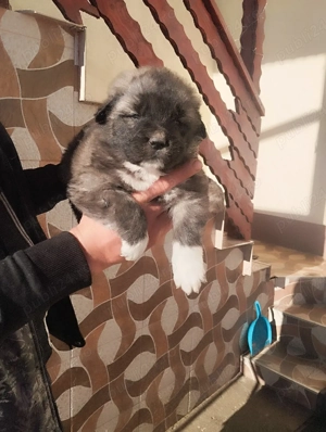 Puisori de Ciobanesc romanesc carpatin 