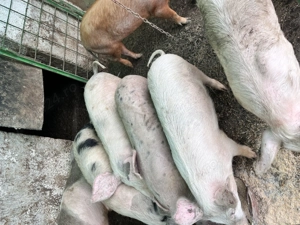 De vânzare purcei  - imagine 2