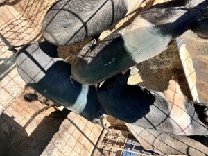 De vânzare purcei  - imagine 5