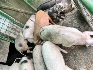 De vânzare purcei  - imagine 3