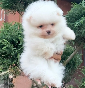 Pomeranian Boo baietel superb!