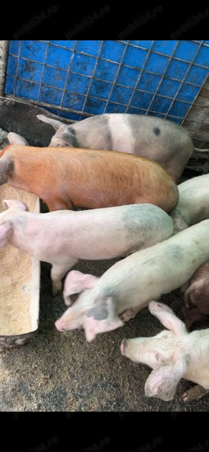 De vânzare purcei  - imagine 4