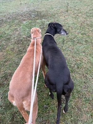 Câini ogari greyhound - imagine 5