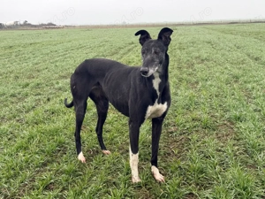 Câini ogari greyhound - imagine 4