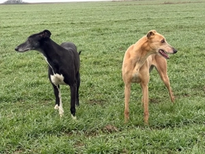 Câini ogari greyhound - imagine 2