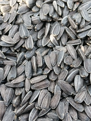 Floarea soarelui - imagine 2