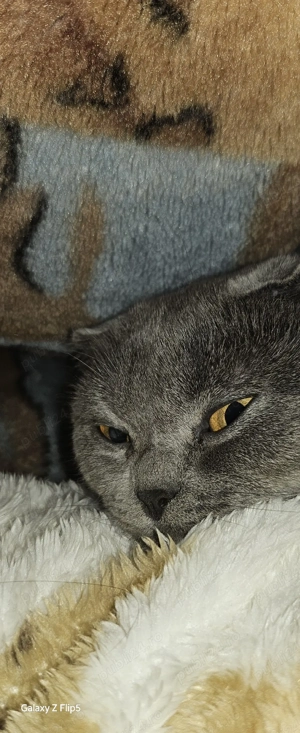 Pisics scottish fold oferta