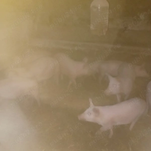 Vând 20 de suldei de 16săptămâni  - imagine 4