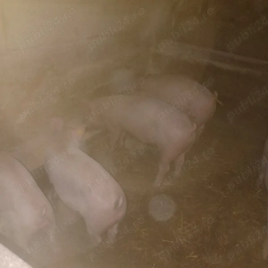 Vând 20 de suldei de 16săptămâni  - imagine 3