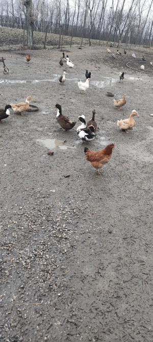 disponibil 4rațe și 7 ratoi românești  - imagine 3