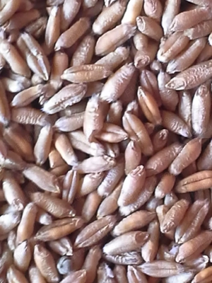 Vând grâu panificație