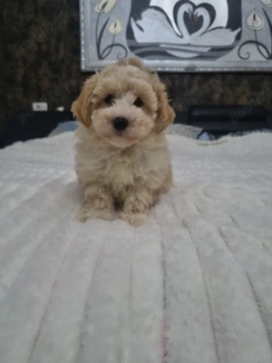 Baietel maltipoo - imagine 3