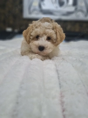 Baietel maltipoo - imagine 2