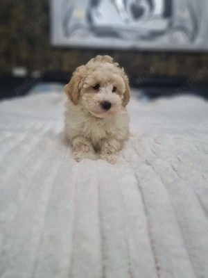 Baietel maltipoo