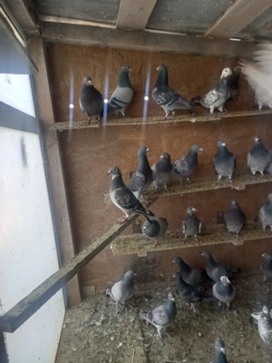 Cauta casa noua 80 de bucati detali privat whatsapp    - imagine 2