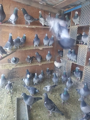 Cauta casa noua 80 de bucati detali privat whatsapp    - imagine 3