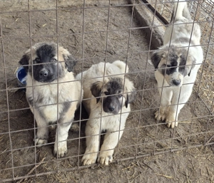 Pui de vanzare metis kangal cu ciobanesc