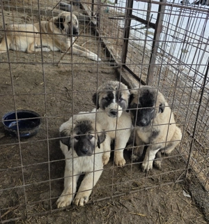 Pui de vanzare metis kangal cu ciobanesc - imagine 4