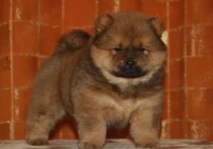 Chow Chow 