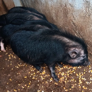 Purcei   Purceluși Vietnamezi de 6 luni - 7 10 kg. Masculi și Femele, Ideali pentru Proțap   Rotisor - imagine 2