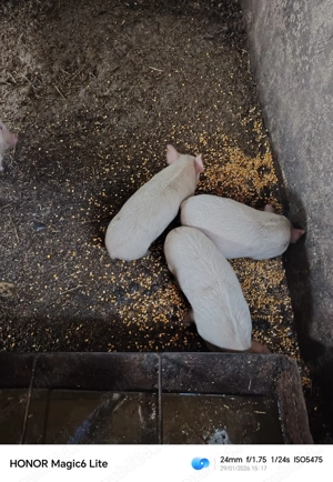 Purcei 400 ,350 Ron buc 