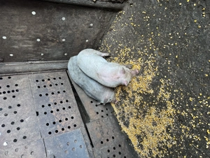 Purcei 400 ,350 Ron buc  - imagine 3