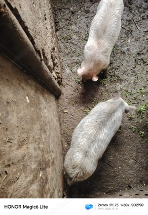 Purcei 400 ,350 Ron buc  - imagine 2