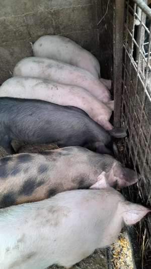 Vând purcei  - imagine 2