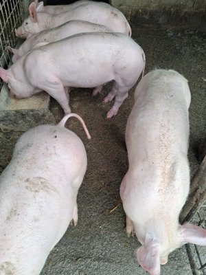 vand purcei  - imagine 2