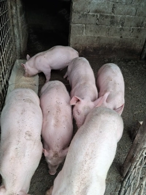 vand purcei  - imagine 3