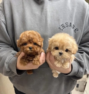 Maltipoo Toy