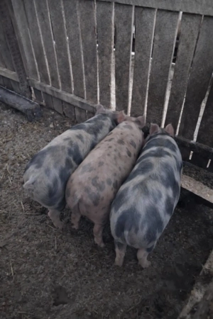 Vând purceiii. - imagine 2