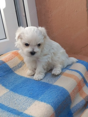 Bichon maltez talie mica - imagine 3