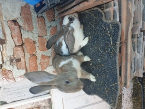 Vand iepuri femela si mascul  - imagine 2