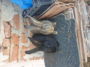 Vand iepuri femela si mascul  - imagine 3