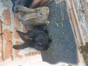 Vand iepuri femela si mascul  - imagine 4