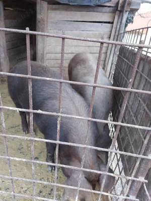 Porci duroc de vanzare - imagine 2