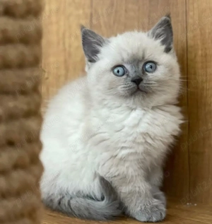 British Shorthair Colorpoint  - imagine 2