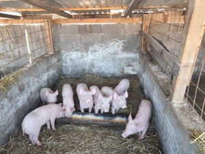 Purcei de 12 saptamani de vanzare