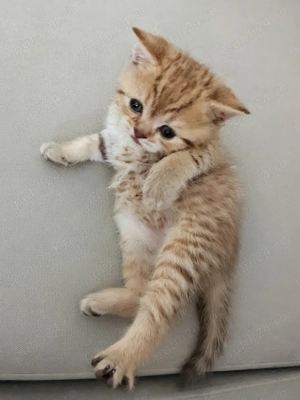  Pui Băiețel Pisica British Shorthair disponibil de vanzare