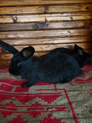 Vând 3 iepuași de casă - imagine 2