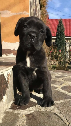 pui femela cane corso pedigree fci - imagine 3