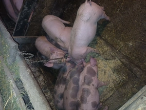 Purceii de 9 saptamanii marele alb cu petrean - imagine 2